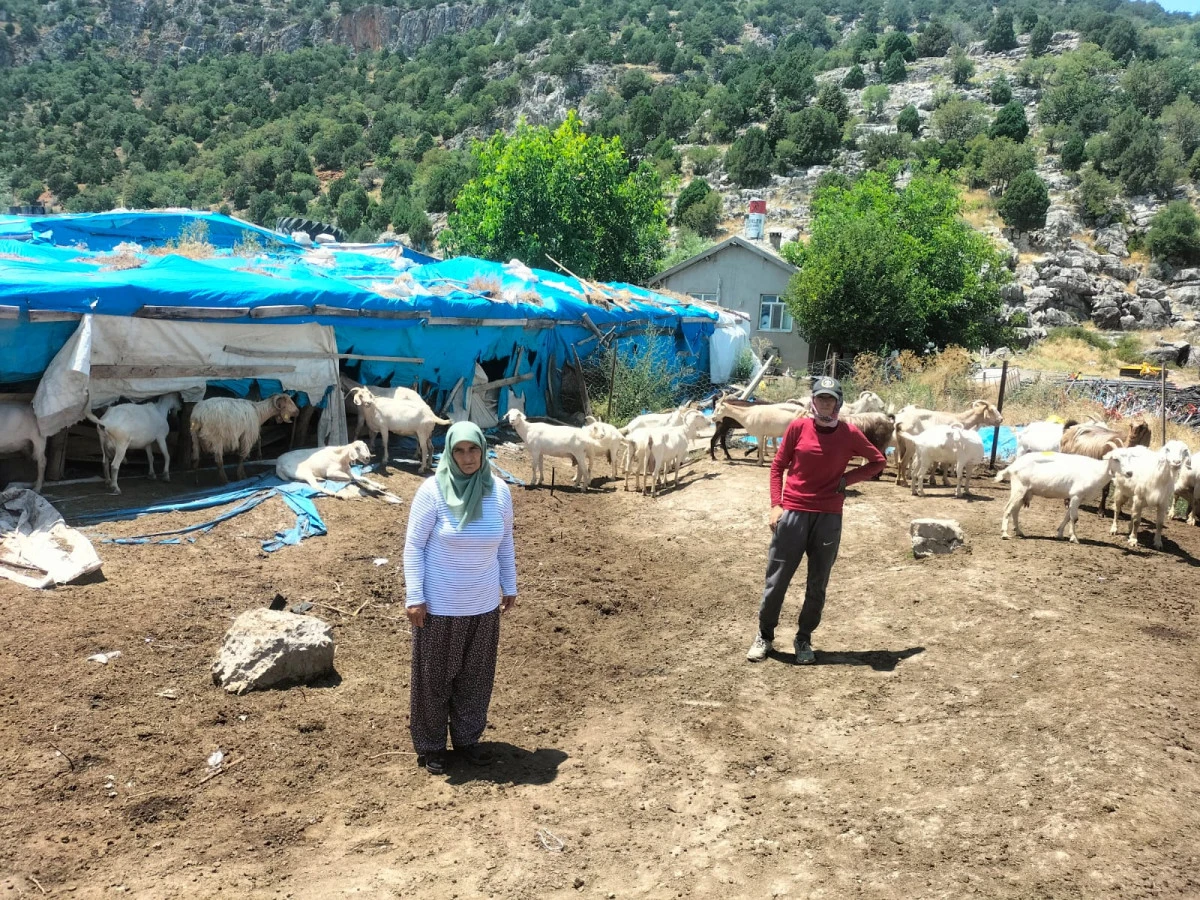 150 küçükbaş şap nedeni ile telef oldu 