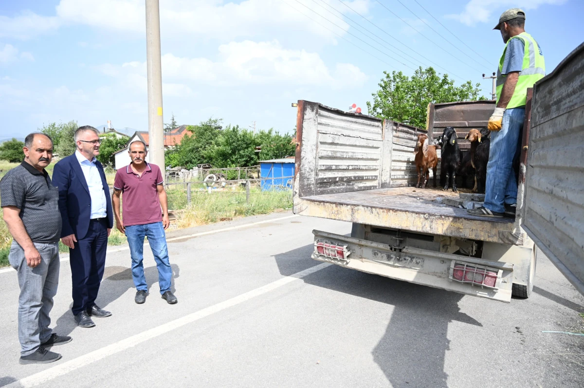 BELEDİYE BAŞKANI HASAN USTAOĞLU’NDAN KOYUNLARI TELEF OLAN AİLEYE DESTEK 