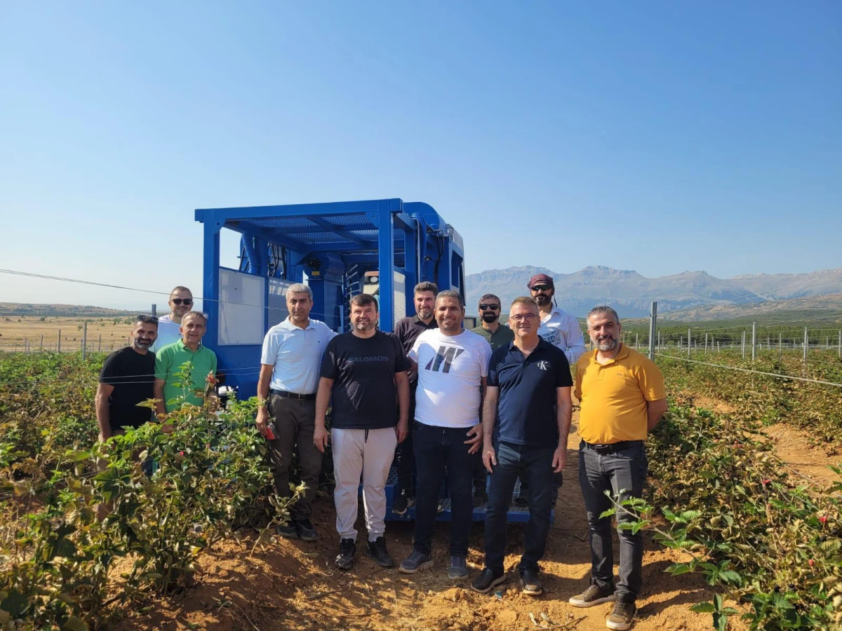 Dünyanın En Büyük Böğürtlen Bahçesinde İlk Hasat Gerçekleştirildi