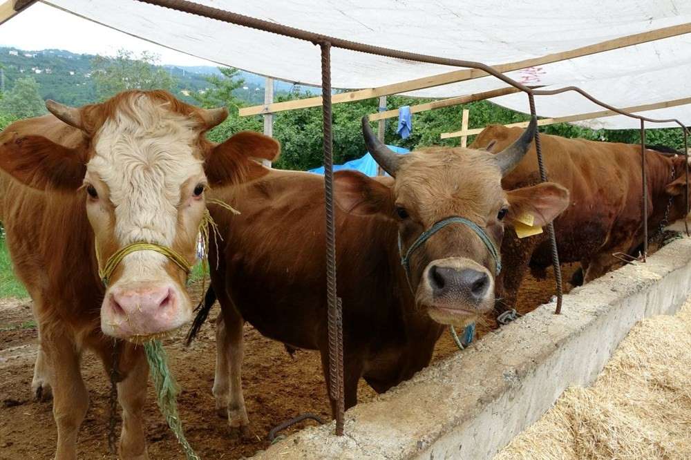 Kurbanlık Fiyatlarında Belirsizlik: Hem Besici Hem Alıcı Kararsız