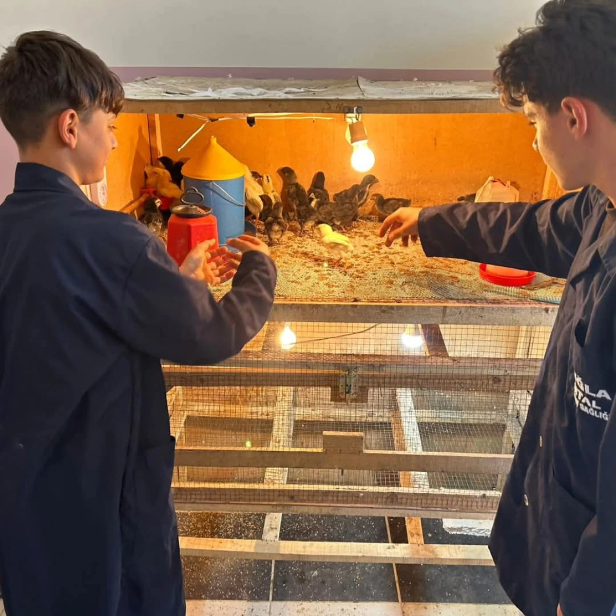 Minik civcivler liseli geçlerin elinde hayat buluyor