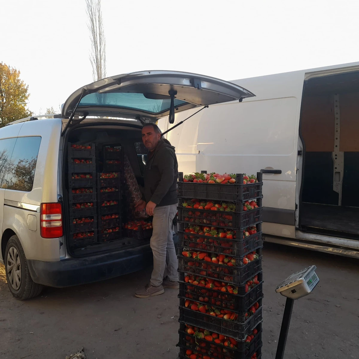 SEYDİŞEHİR, TARIMDA ÇİLEK ŞEHRİ OLMA YOLUNDA İLERLİYOR