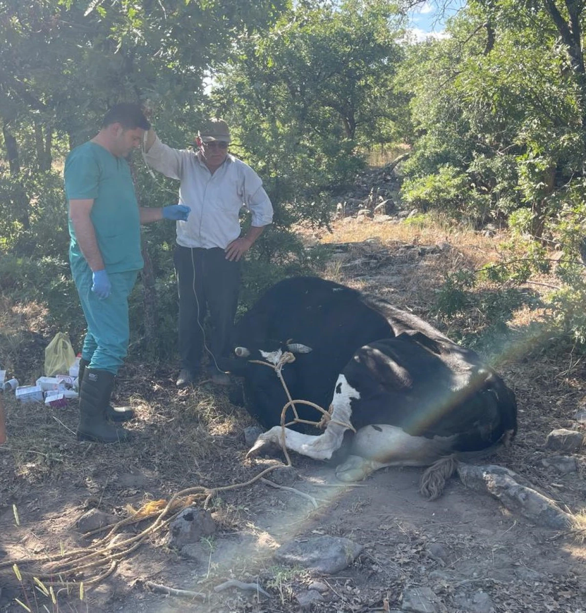 Seydişehir’de kaybolan inek jandarma tarafından bulundu