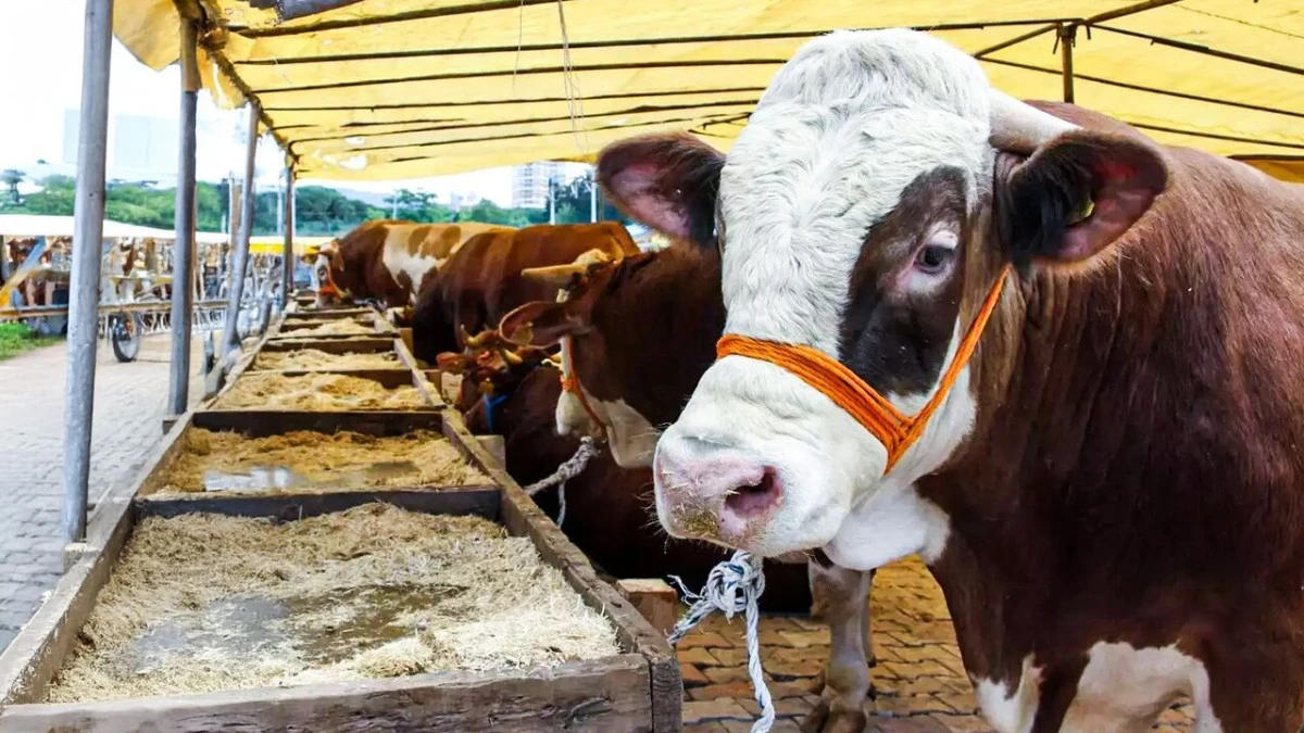 Seydişehir&rsquo;de Kurbanlık Fiyatları Netleşmeye Başladı