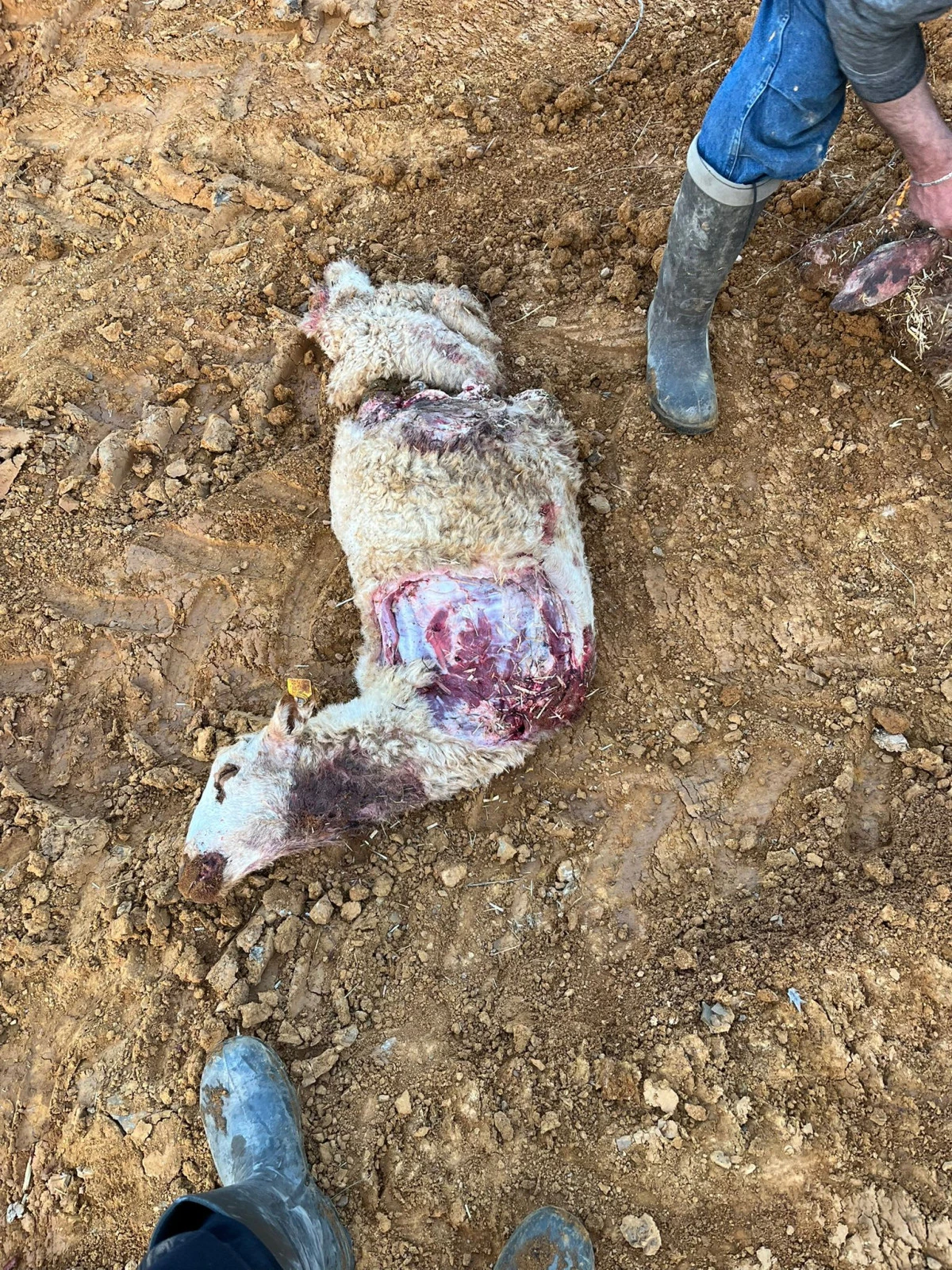 Seydişehirde Kurt Alarmı: Mahallede Tedirginlik Artıyor