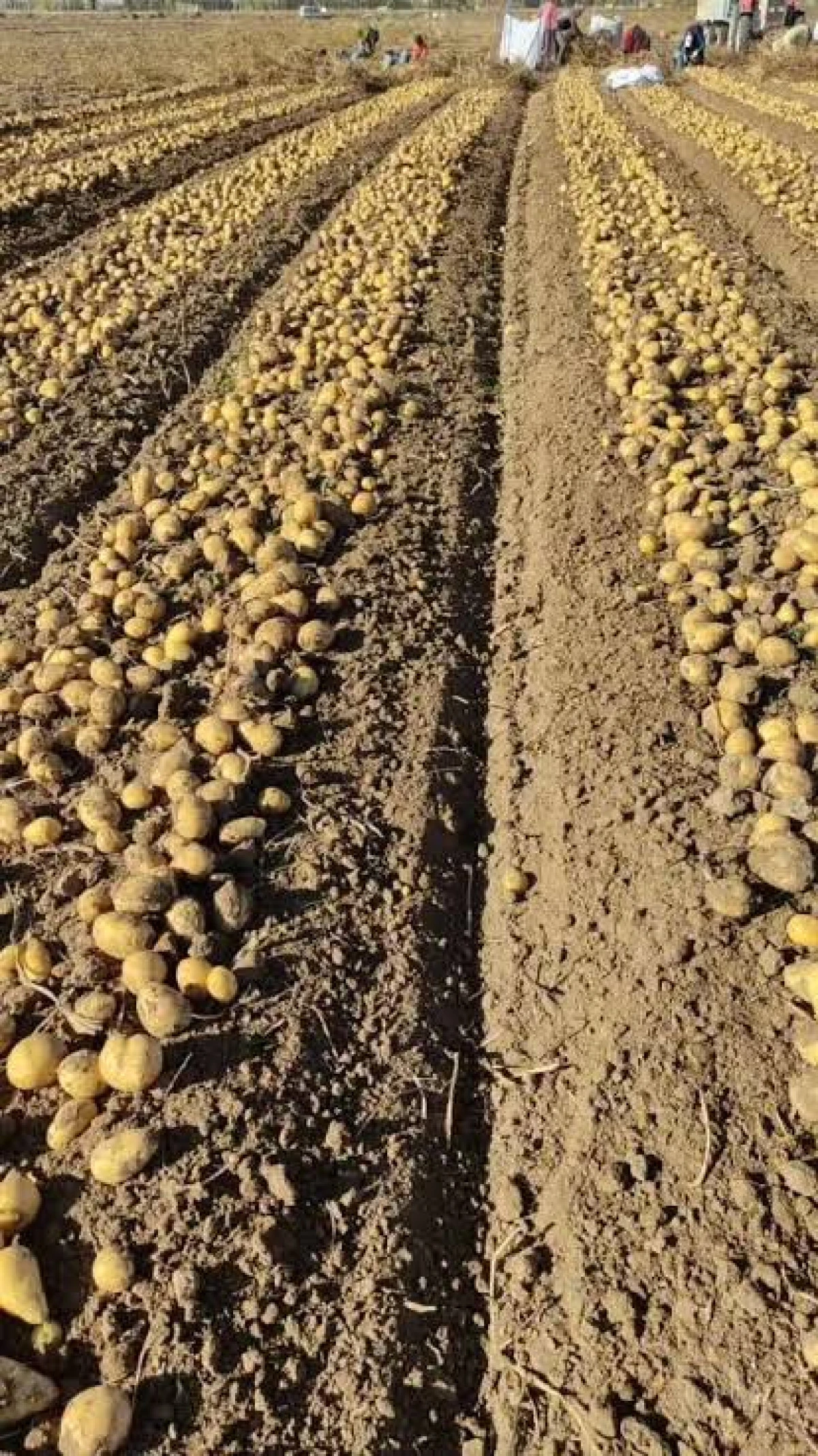 Seydişehirli Patates Üreticileri üzgün